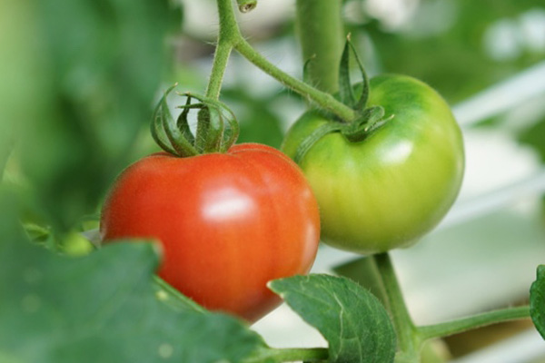 シェフ自ら全国に足を運びます。佐賀の農家さんから仕入れるトマトは色艶も良く、甘味抜群です。